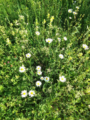 Blumen in der Wiese