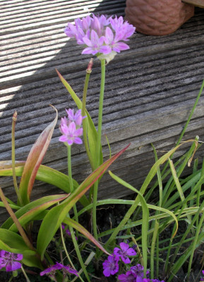 Allium oreophilum hoch 26.05.26.JPG