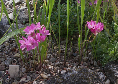 Allium oreophilum klein 26.05.26.JPG