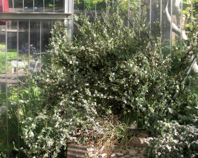 Daphne jasminea aufr.F. 26.05.26.JPG