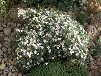 Daphne jasminea kr.F. 26.05.26.JPG