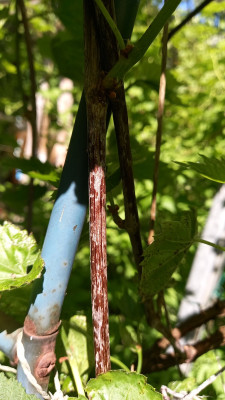 Swenson Red einjähriges Holz Phomopsis viticola?