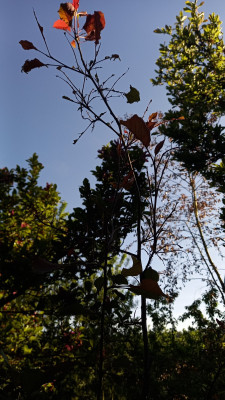 IMG_OC_20260525_183738.jpg