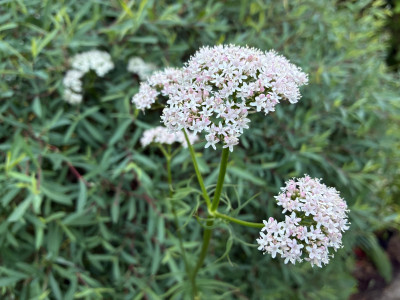 IMG_3443.jpeg