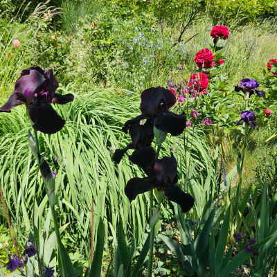 Study in Black - Henry Bockstoce - Black Hills 20260526_134724.jpg