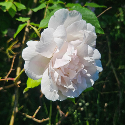 Rosa Noisette Mme Alfred Carriere 20260526_135404.jpg