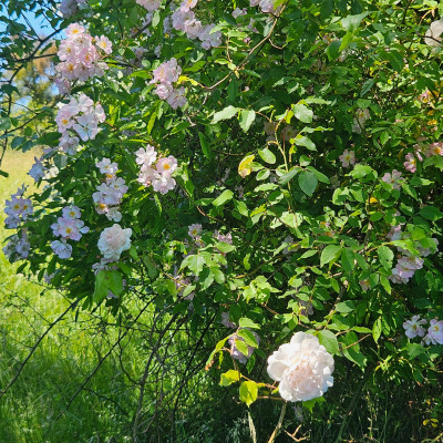 Rosa Noisette Mme Alfred Carriere Rosa Multiflora 'Souvenir de Carmen Figueroa-Meyer' 20260526_135411.jpg