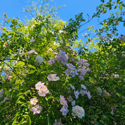 Rosa Noisette Mme Alfred Carriere Rosa Multiflora 'Souvenir de Carmen Figueroa-Meyer' 20260526_134059.jpg