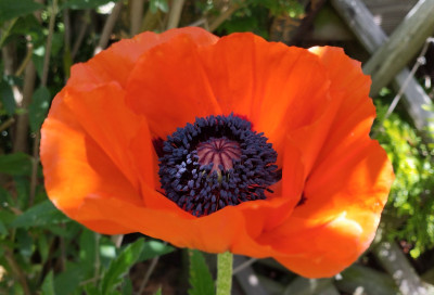 260526_Mohn.jpg