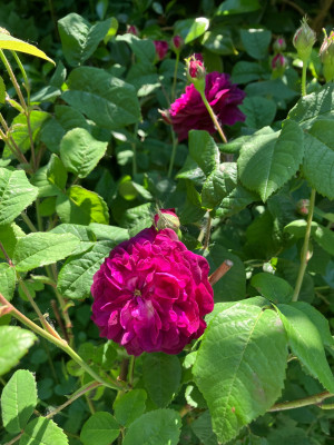 IMG_0675.jpeg