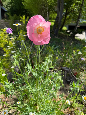IMG_9245.jpeg
