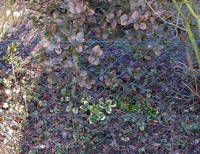 Ilex_17.1.09.jpg