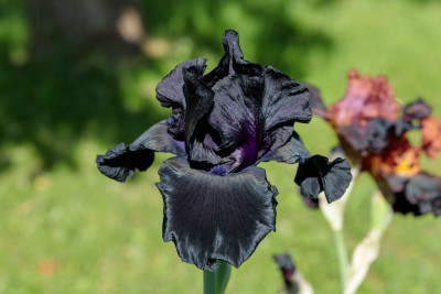 Black Suited