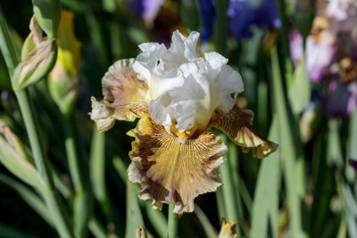 Tatra's Eagle