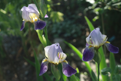 Iris sambucina5.JPG