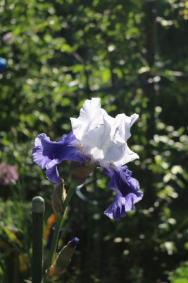 Iris Ride the Wind8.JPG