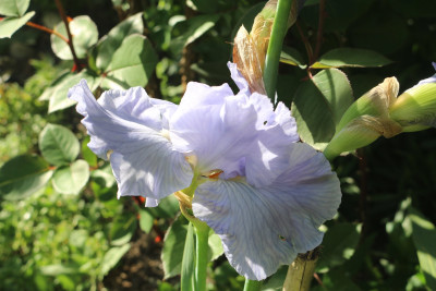 Iris hellblauRotesBeet 2.JPG
