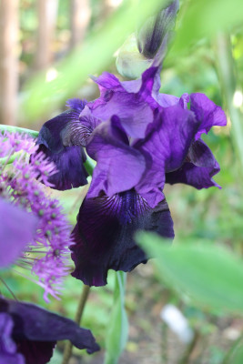 Iris dunkellilaSued2.JPG