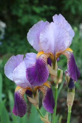 Iris Alcazar evtl4.JPG