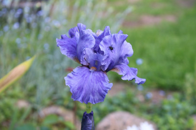 Iris Aqua Taj3.JPG
