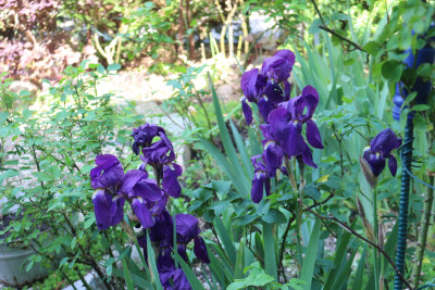 Iris dunkellila Buero4.JPG