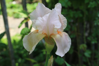 Iris Nel Jape3.JPG