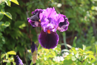Iris Local Color2.JPG