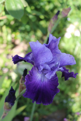 Iris Royalist2.JPG