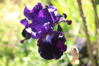 Iris Star in the night 4.JPG