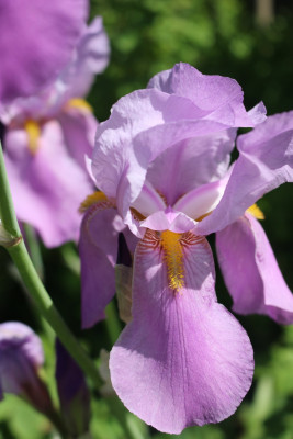 Iris lavendelrosa Historische2.JPG
