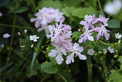 Primel sauer5.JPG