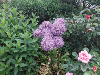 Der letzte Allium