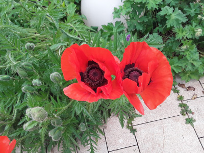 Papaver orientalis