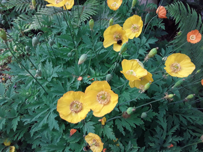 Meconopsis/Papaver