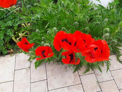 Papaver orientalis