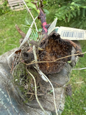 E. palustris