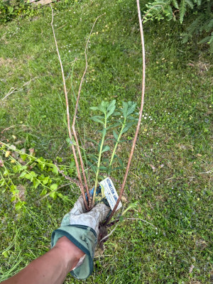 E. palustris