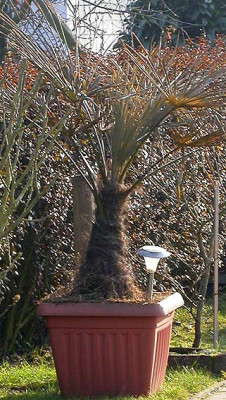 Kubelpalme_17.1.09.jpg