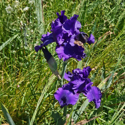 nicht Silbernacht 20260526_134341.jpg