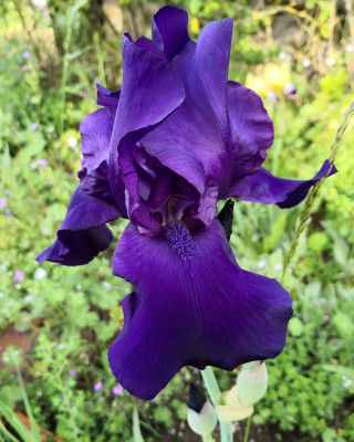IMG_20260524_075856 Alte lila Iris aus der Mutter garten.jpg