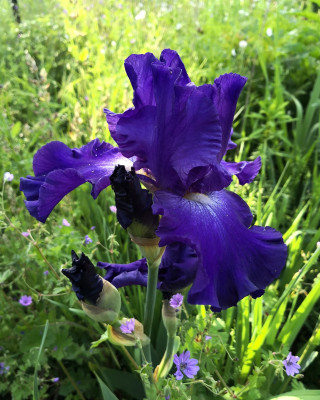 IMG_20260524_075920 Iris dunkellila Beet unten.jpg