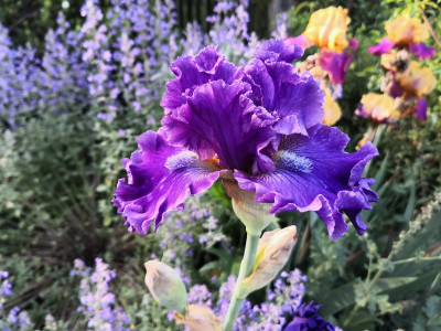 IMG_20260527_072520 Iris Auffahrt geruscht hellila.jpg