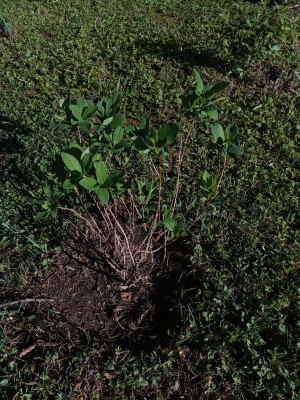 IMG20260527075844.jpg