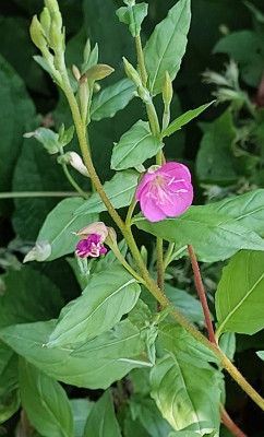 Oenothera rosea