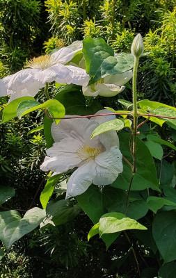 Clematis Madame le Coultre