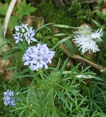 Sandnelke und Kugelphlox