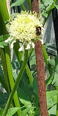 Cephalaria gigantea