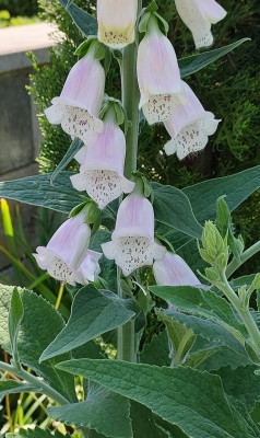 Digitalis .....