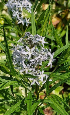 Amsonia