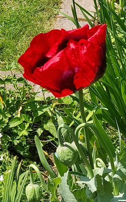 Papaver Sominiferum